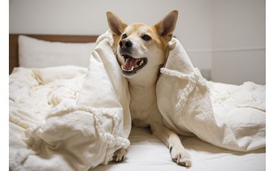 Is it OK to share a bed with your dog?